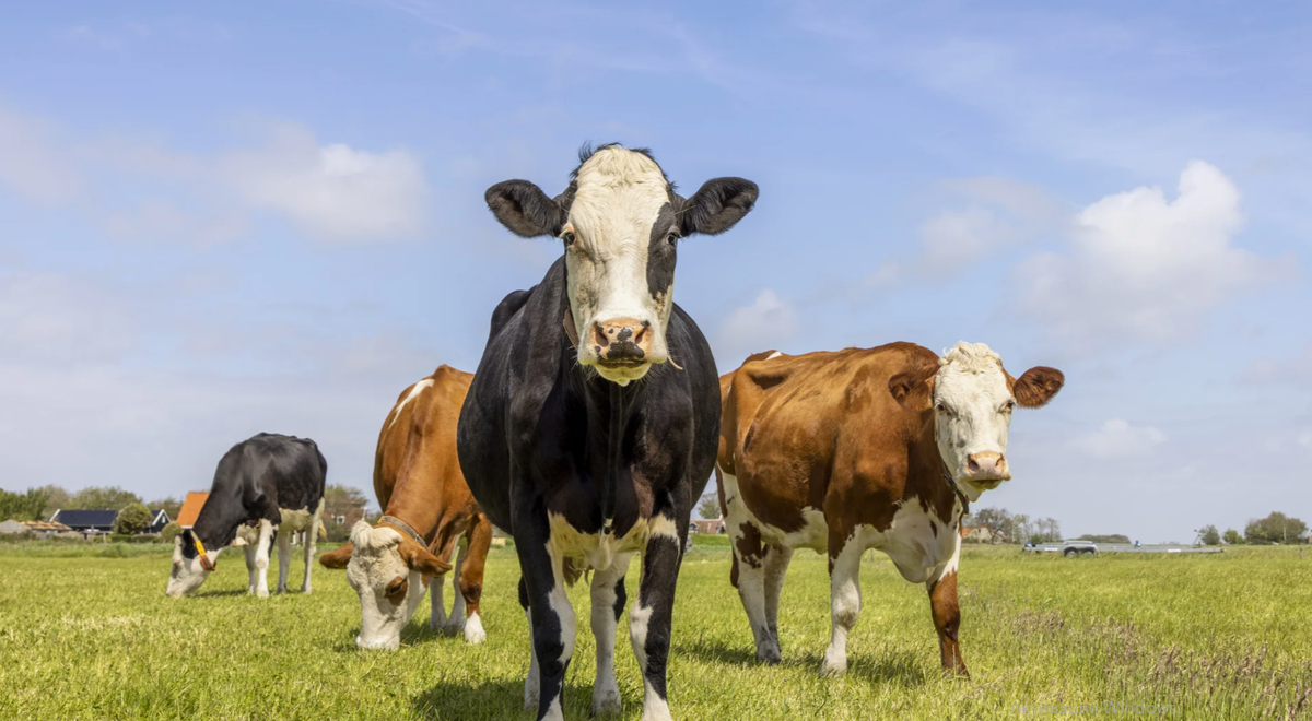 помёт коровы ценное удобрение