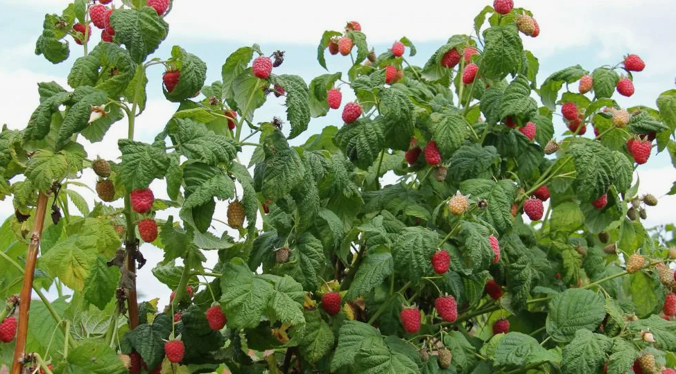 Как я научилась правильно обрезать малину в октябре и увеличила урожай в 4 раза