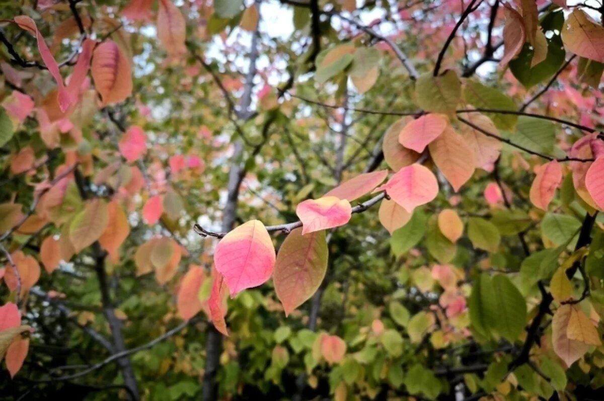    Дождь и до +20° обещают воронежские синоптики в первые октябрьские выходные