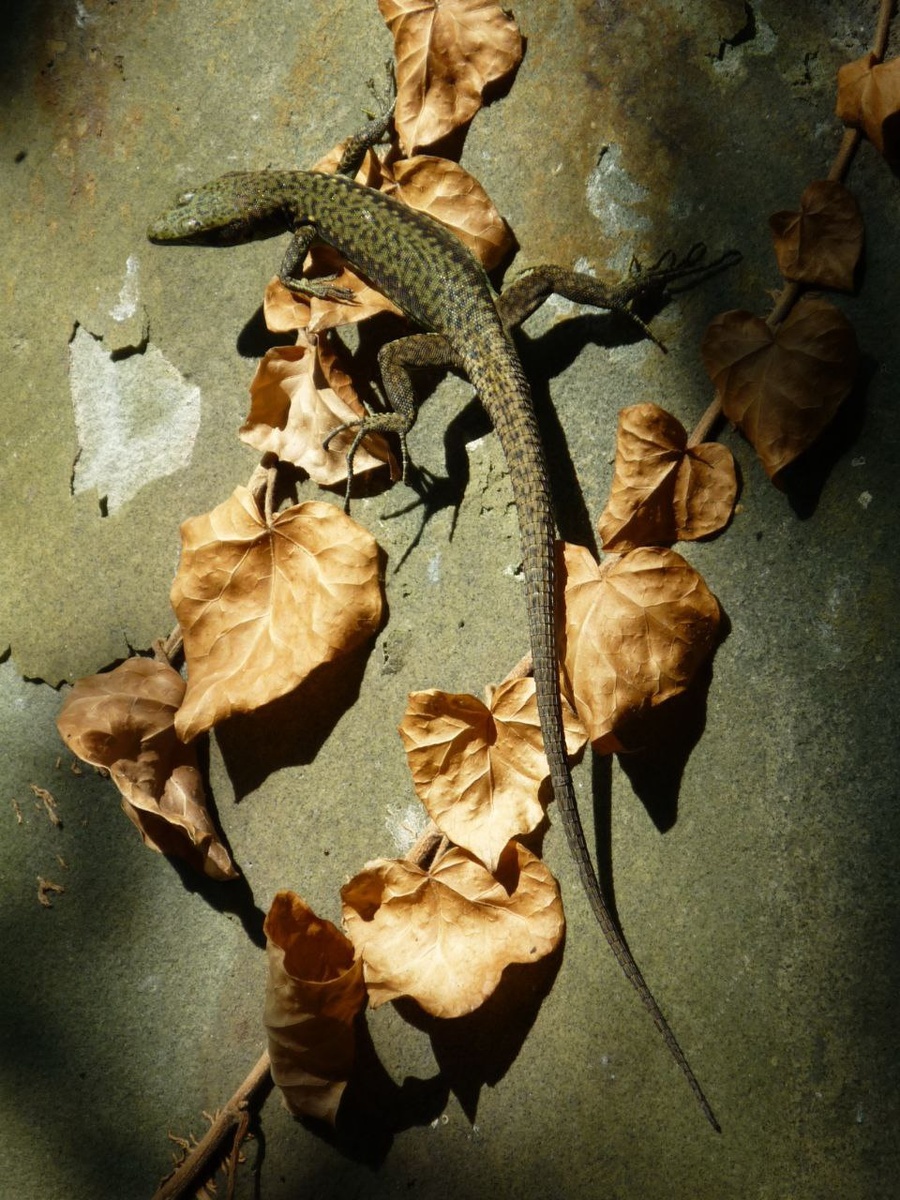 фото из личного архива. Где-то на югах стоит эта стена, а внизу ступени, мы спупали вниз и миг запечатлели. 