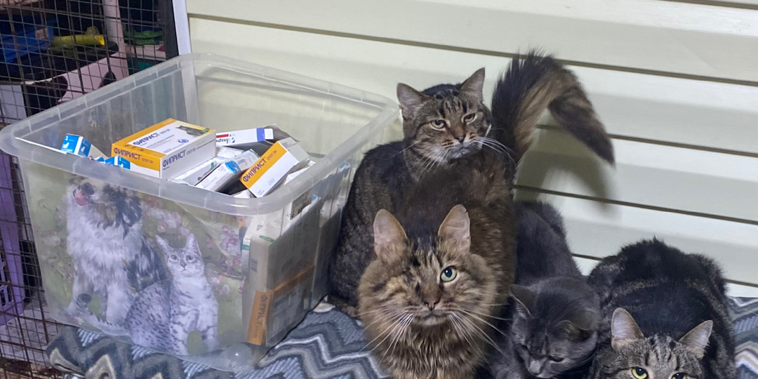 А у нас прошла масштабная обработка котеек от блох 😀