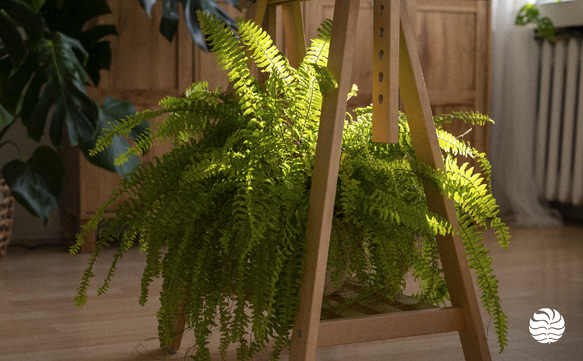 Папоротник Бостонский