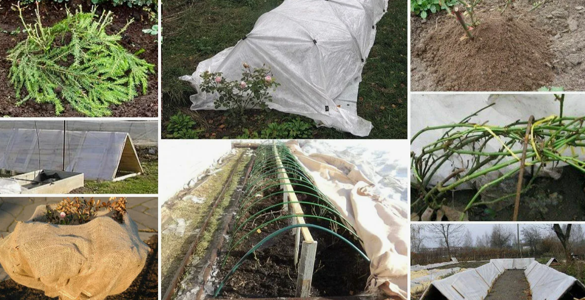 раннее укрытие теплолюбивых растений