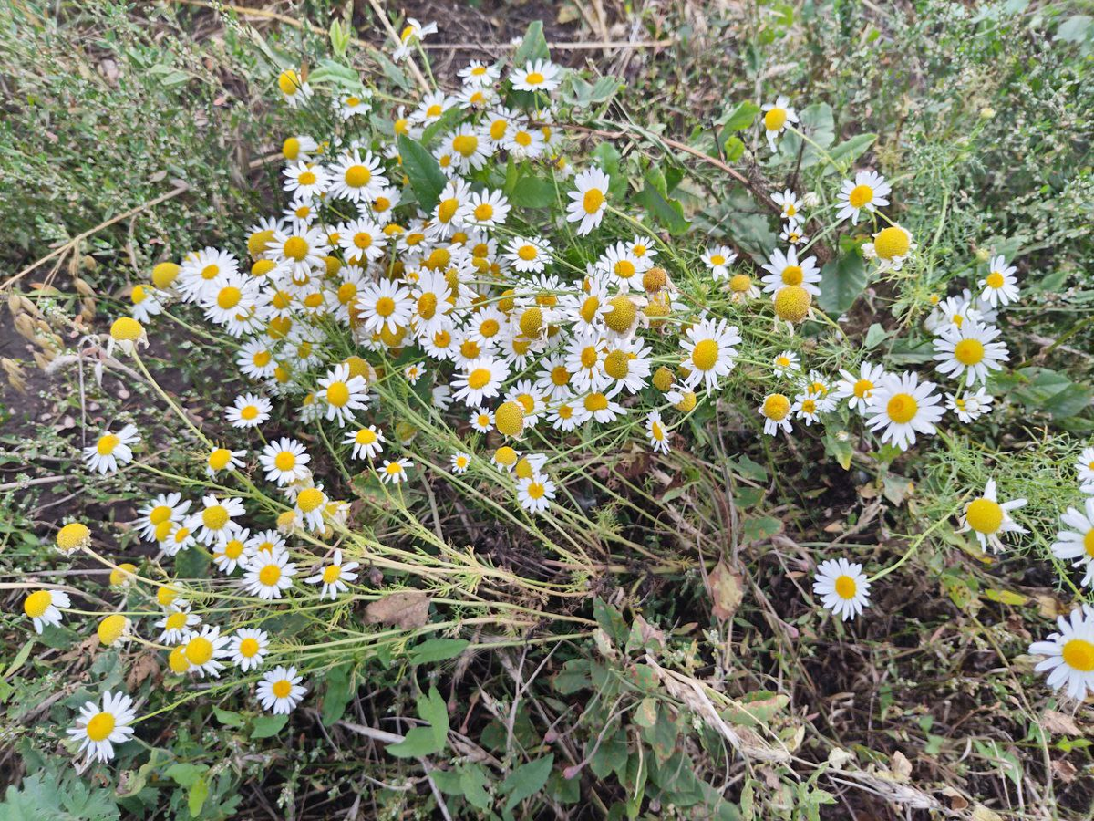 Фото автора.