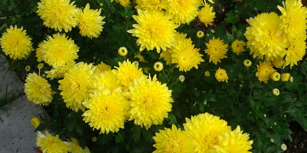 Укрытие хризантем: как сохранить цветы до весны