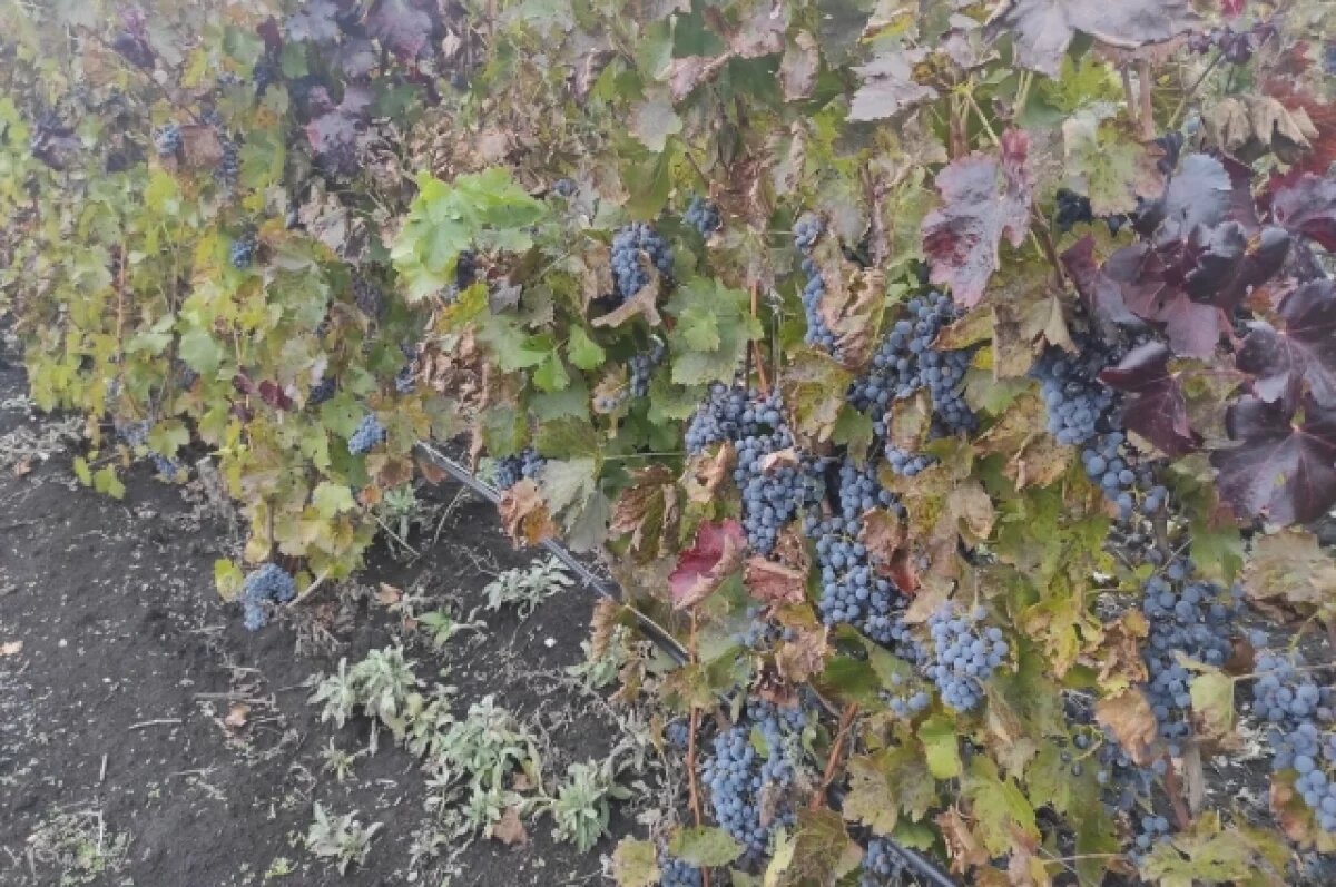    В Саках на воровстве 130 кг винограда поймали сторожа