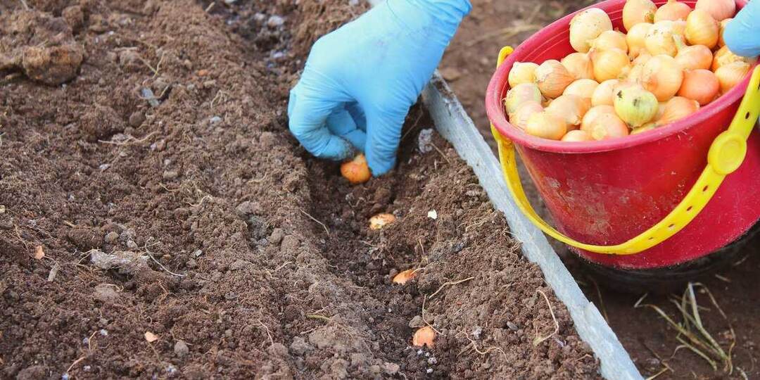 Все самое важное про посадку лука под зиму