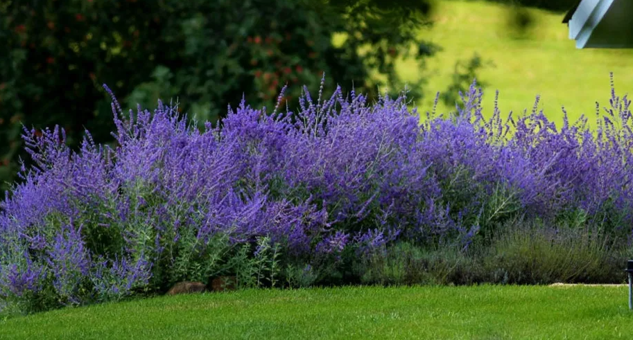 Перовския («русская лаванда»)