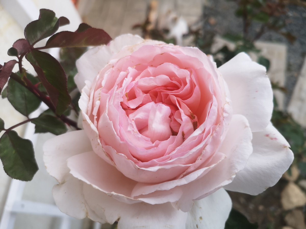 Примерно 12см диаметр!