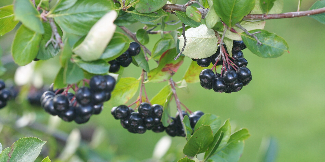Черная осенняя ягода: черноплодная рябина или арония. Разберемся в тонкостях и пользе