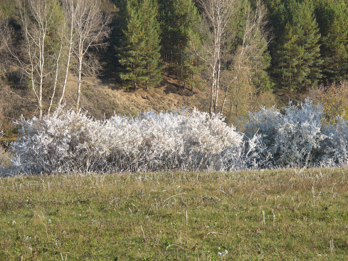 Бабья осень. По утрам прибрежные кусты уже заморожены