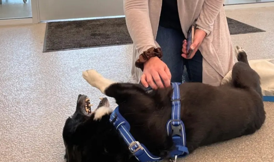    DuPage County Animal Services