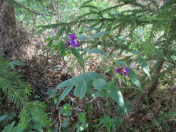 Чина весенняя (сочевичник весенний) (фото из архива автора)