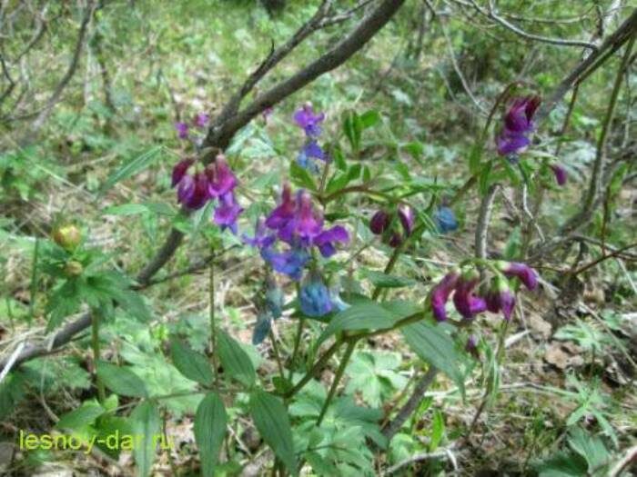 Цветки чины весенней. Середина мая (фото с блога "Лесная кладовая")