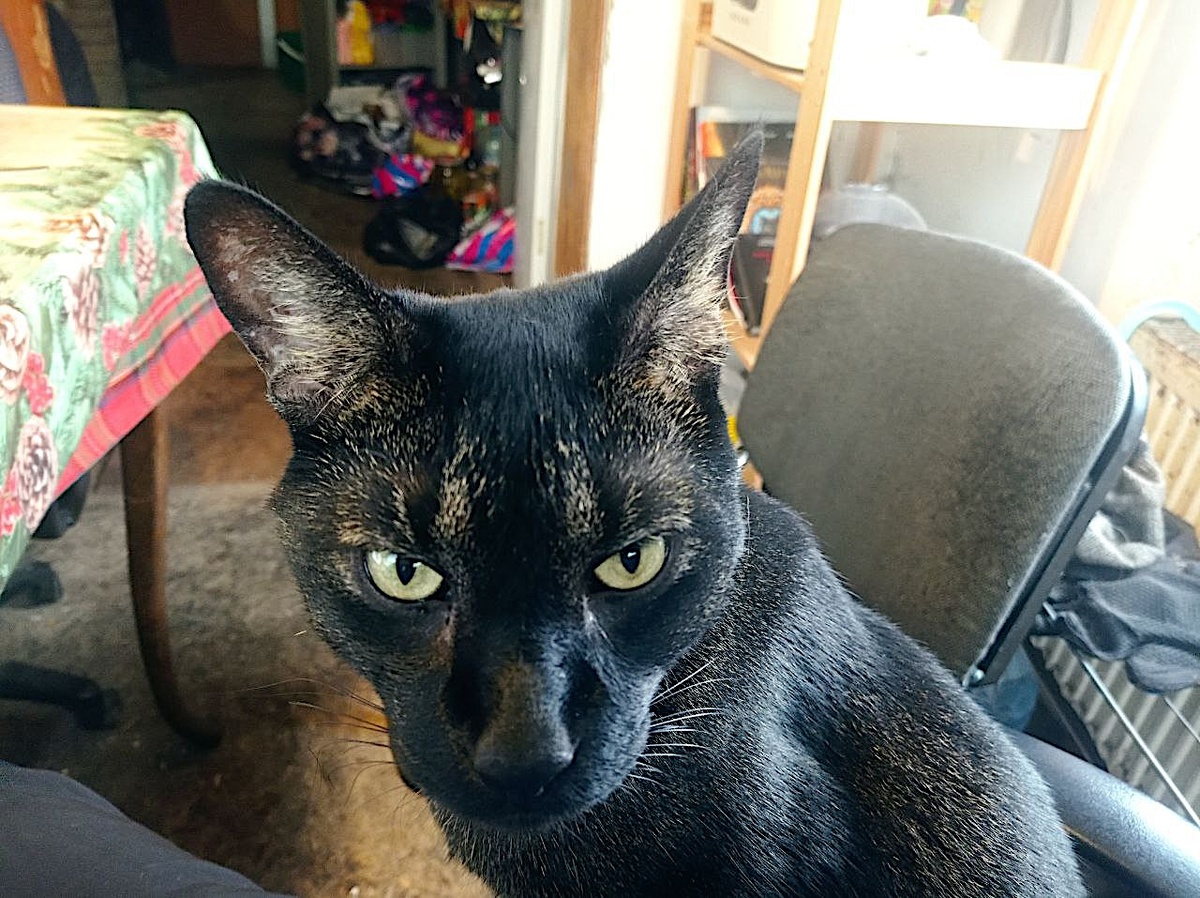 ... а так это делает Лимон