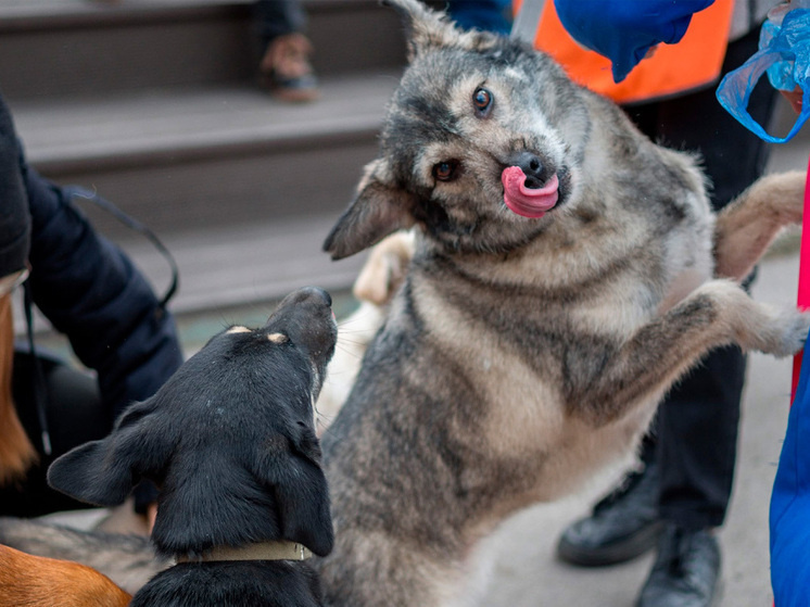     фото: ЛРООЗЖ «ТЕРРИТОРИЯ СПАСЕНИЯ» Липецк
