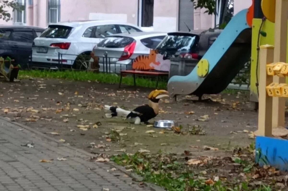    «Интеллектуал»: в зоопарке объяснили, как Шанти удалось сбежать