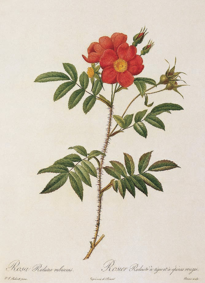 Rosa redutea (Rubescens). Redouté Rose with Red Stems and Prickles