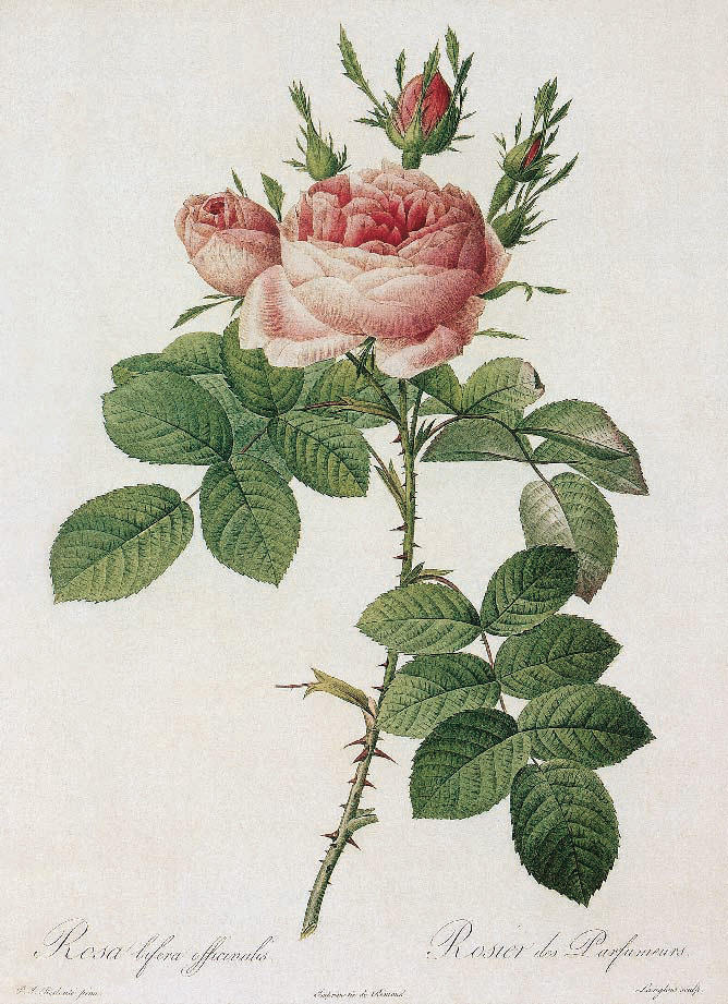 Rosa bifera (Officinalis). Autumn Damask Rose