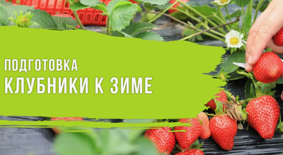 Подготовка клубники к зиме