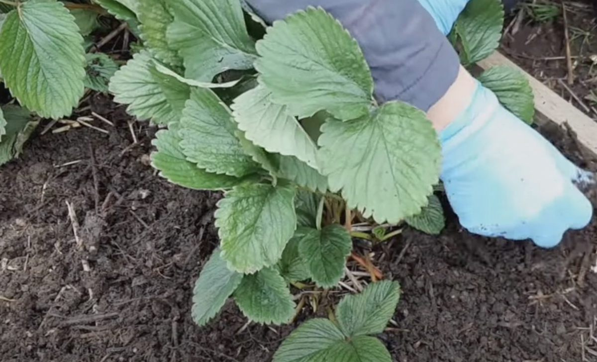 Проведите профилактическую обработку