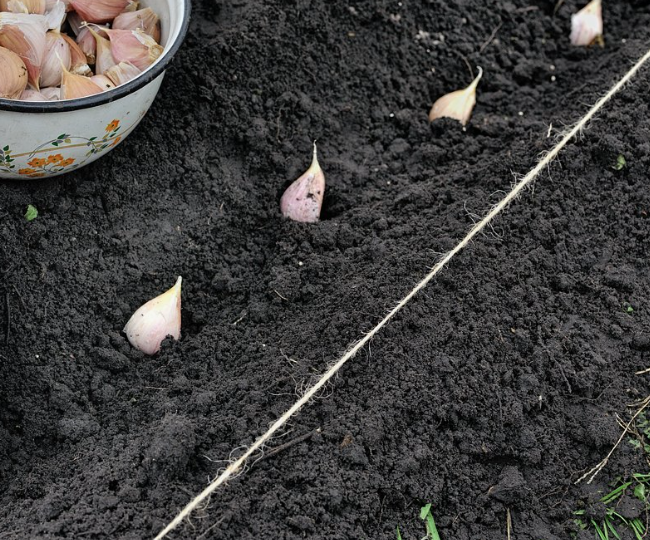 Острым - на юг, круглым на север: сажаем чеснок по-новому, получаем головки еще больше