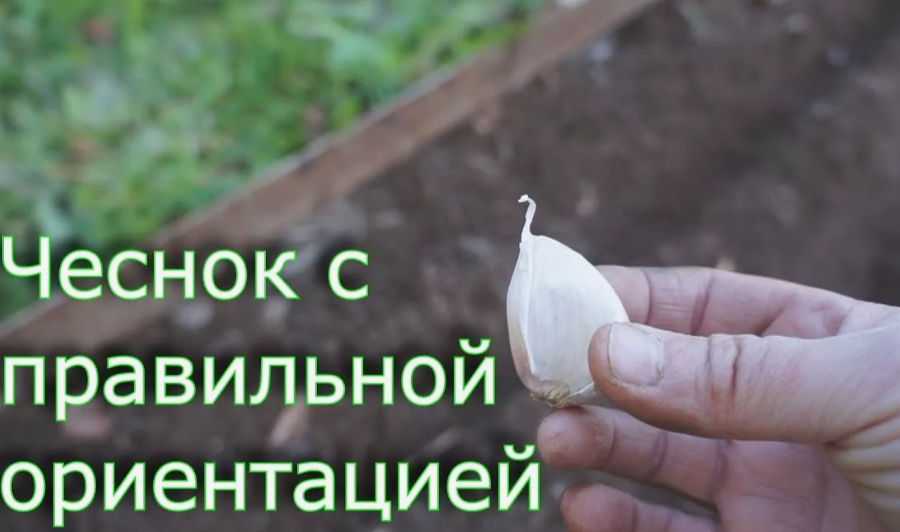 Оказывается, чеснок должен быть с правильной ориентацией по частям света.
