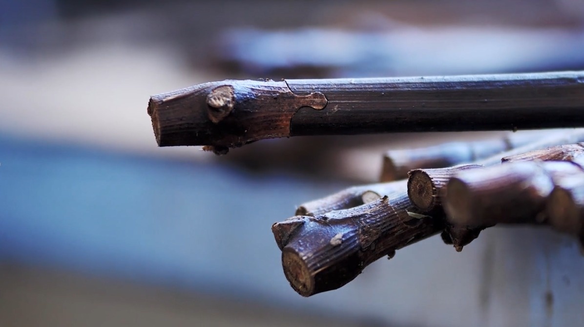 Это тот самый подвой, чтобы бороться с филлоксерой