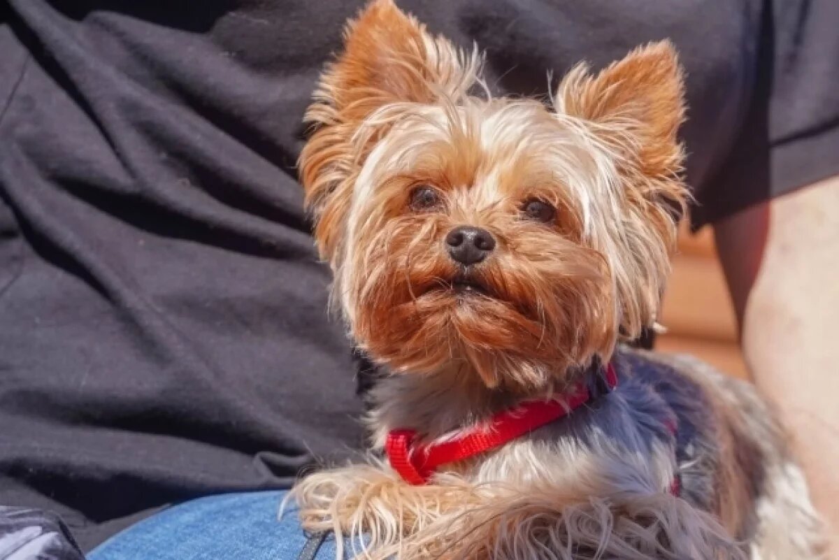    Все корги в гости к нам: как пройдут выходные в волгоградском ЦПКиО