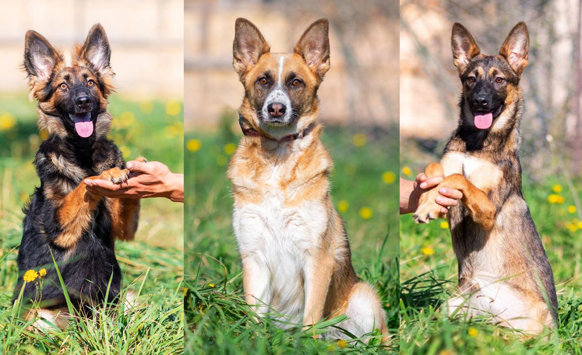 Собаки, подобранные у трассы. Слева направо: Марго, Майя, Ника. Здесь и далее в статье фото для публикации любезно предоставлены волонтером Еленой. Коллажи созданы автором канала