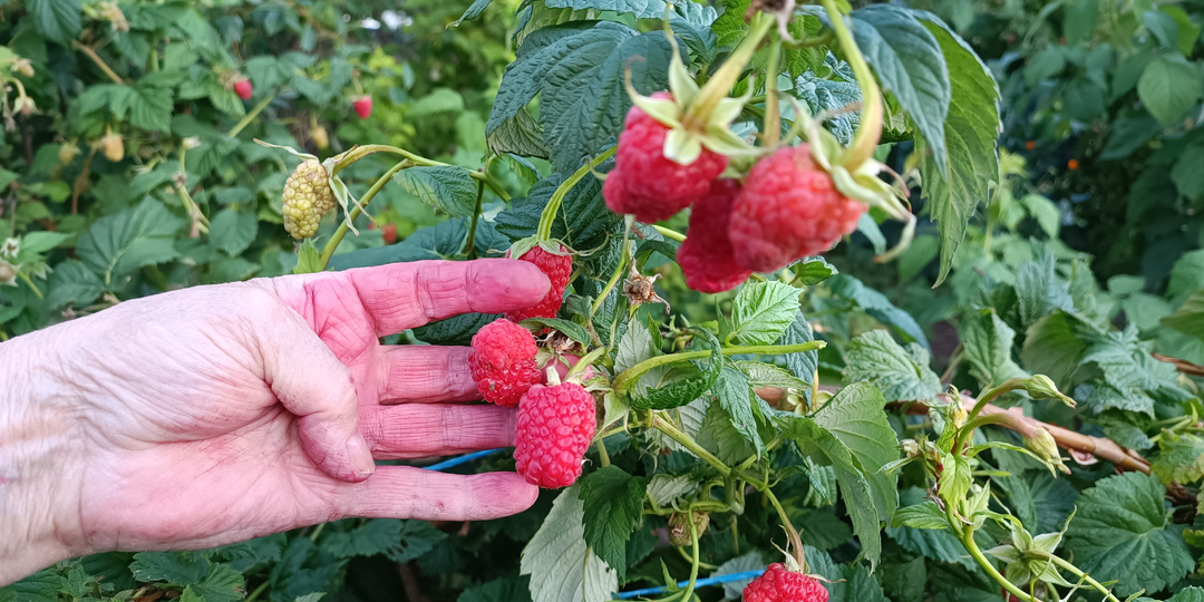 Обрезка ремонтантной малины перед зимой: один или два урожая