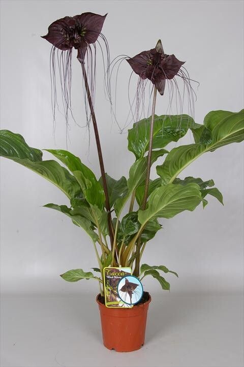 Фото из сети интернет 