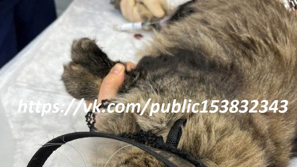 Тихону всё ещё очень нужна наша помощь! 🙏