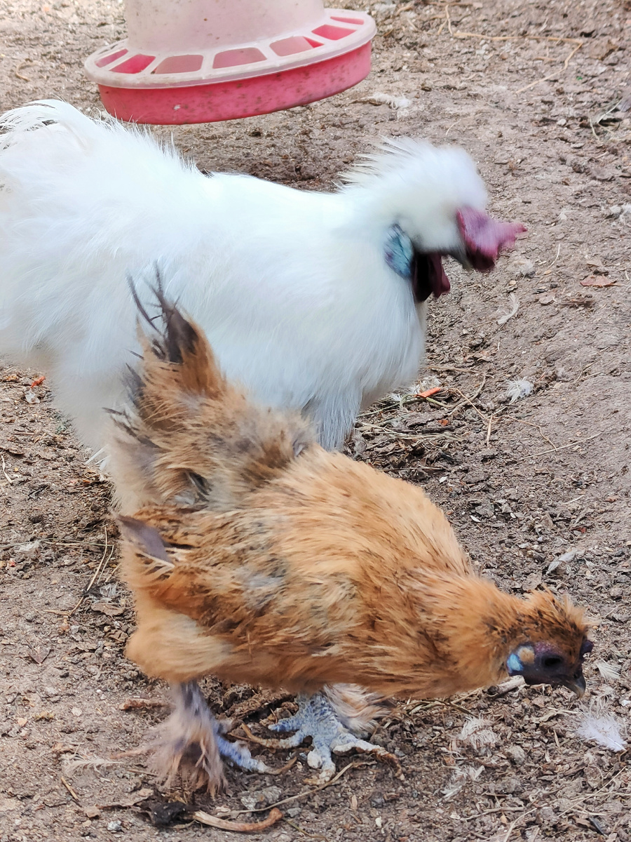 Шелковые китайские курочки.