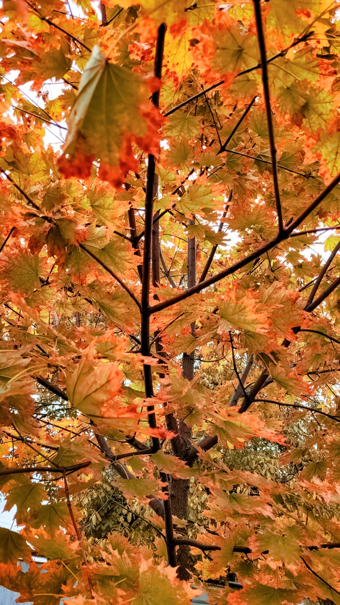 Клён остролистный. Золотая осень.  Фото от 30 сентября. Краснодарский край. 