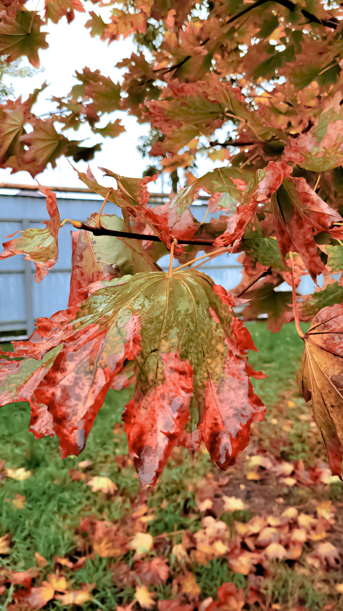 Клён остролистный. Золотая осень.  Фото от 30 сентября. Краснодарский край. 