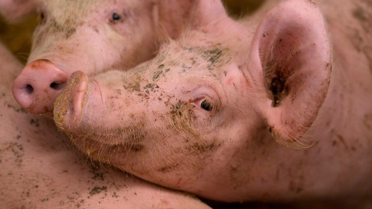Власти Курской области предлагают агроферме мизерную компенсацию за потерю всего поголовья свиней. Автор: AP/TASS. Источник: newizv.ru