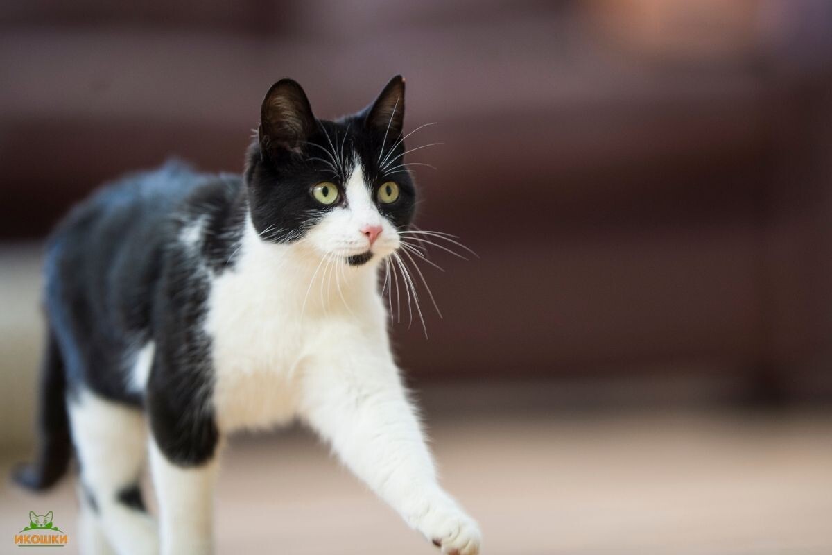 Нарушение координации у кошки 