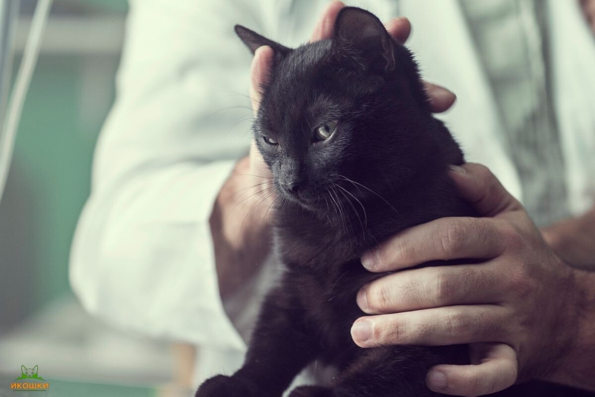 Кот у ветеринара 