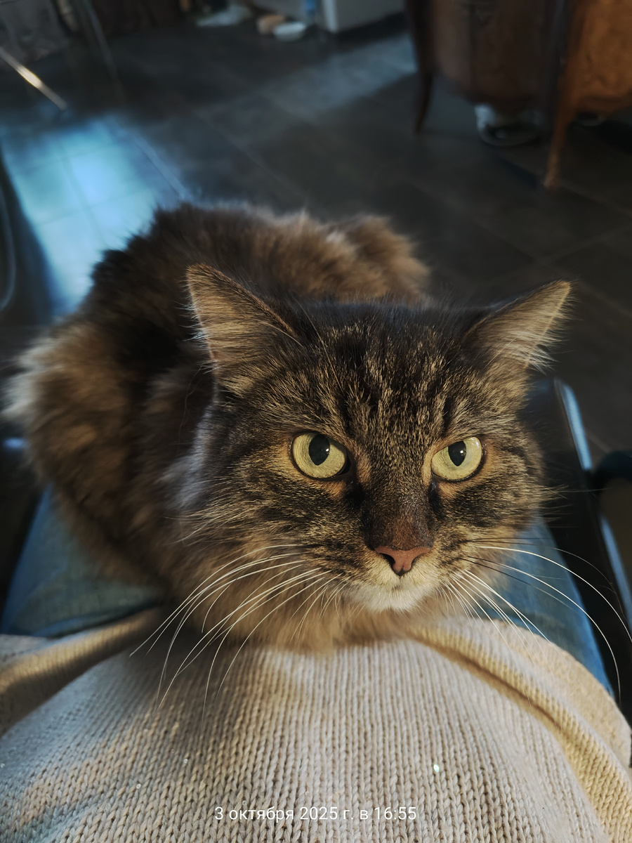 Собираемся в деревню. Коту в деревне нравится, а процесс переезда он не любит.