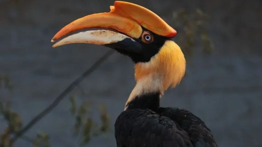     / Источник: © Пресс-служба Ленинградского зоопарка