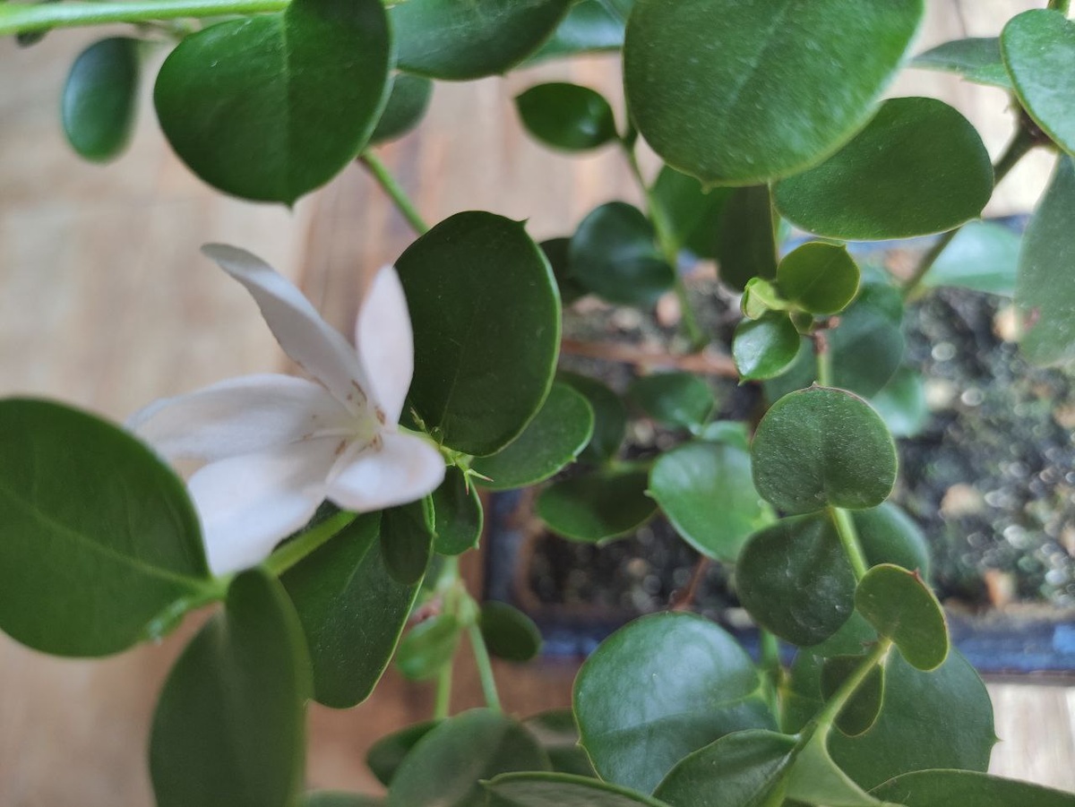 Фото сделано мной. Карисса.