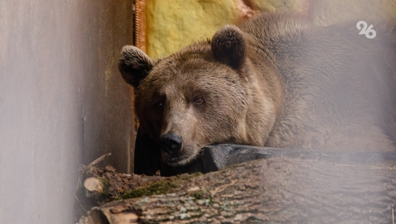      Фото: Дмитрий Ахмадуллин / / ИА «Победа26»