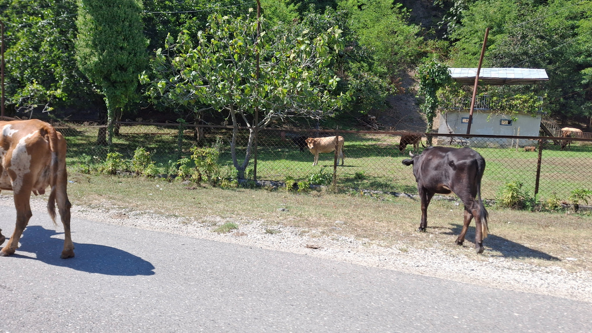 Абхазские пейзажи из окна автомобиля (фото автора).