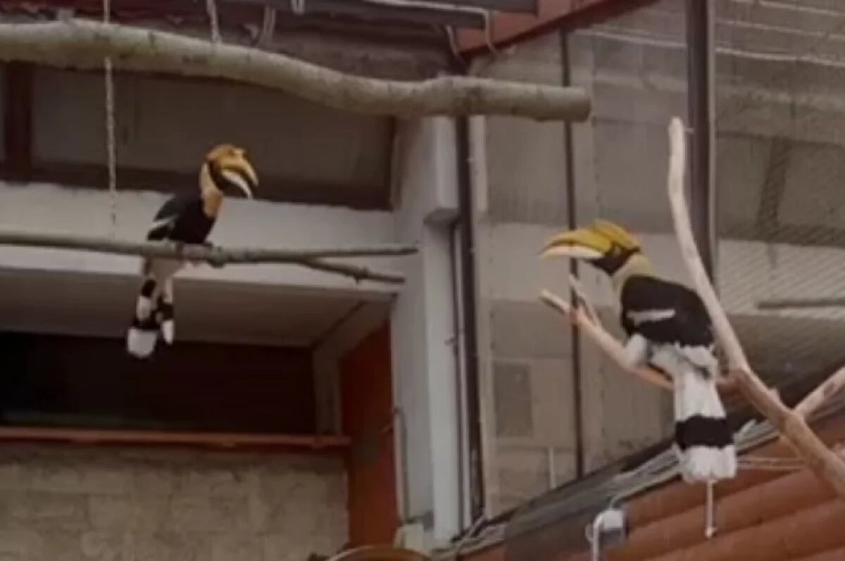    В Петербурге поймали улетевшую из зоопарка птицу-носорога