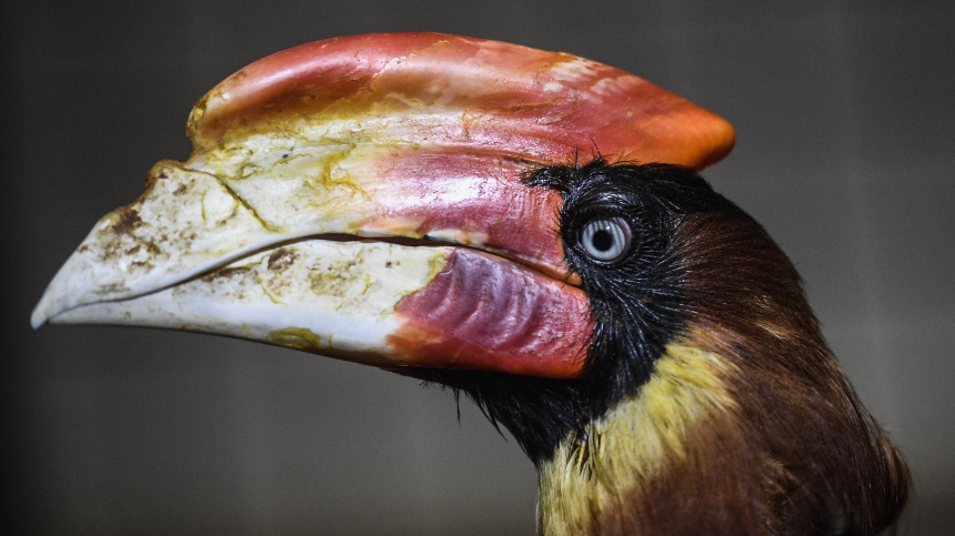    Фото: © РИА Новости/Владимир Астапкович; 5-tv.ru