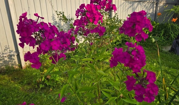    Фото: Лукьянов Дмитрий, AgroXXI.ru