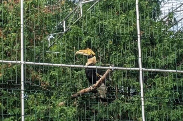    Чем закончилась история калао Шанти, сбежавшей из Ленинградского зоопарка?