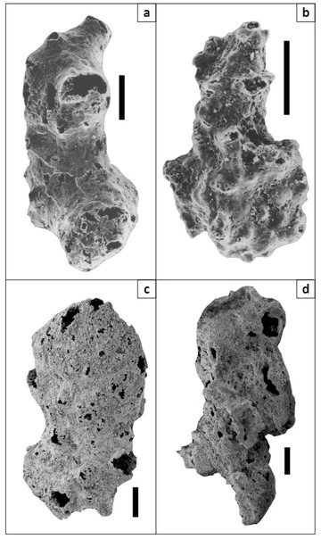 Отавия - древнейшая губка