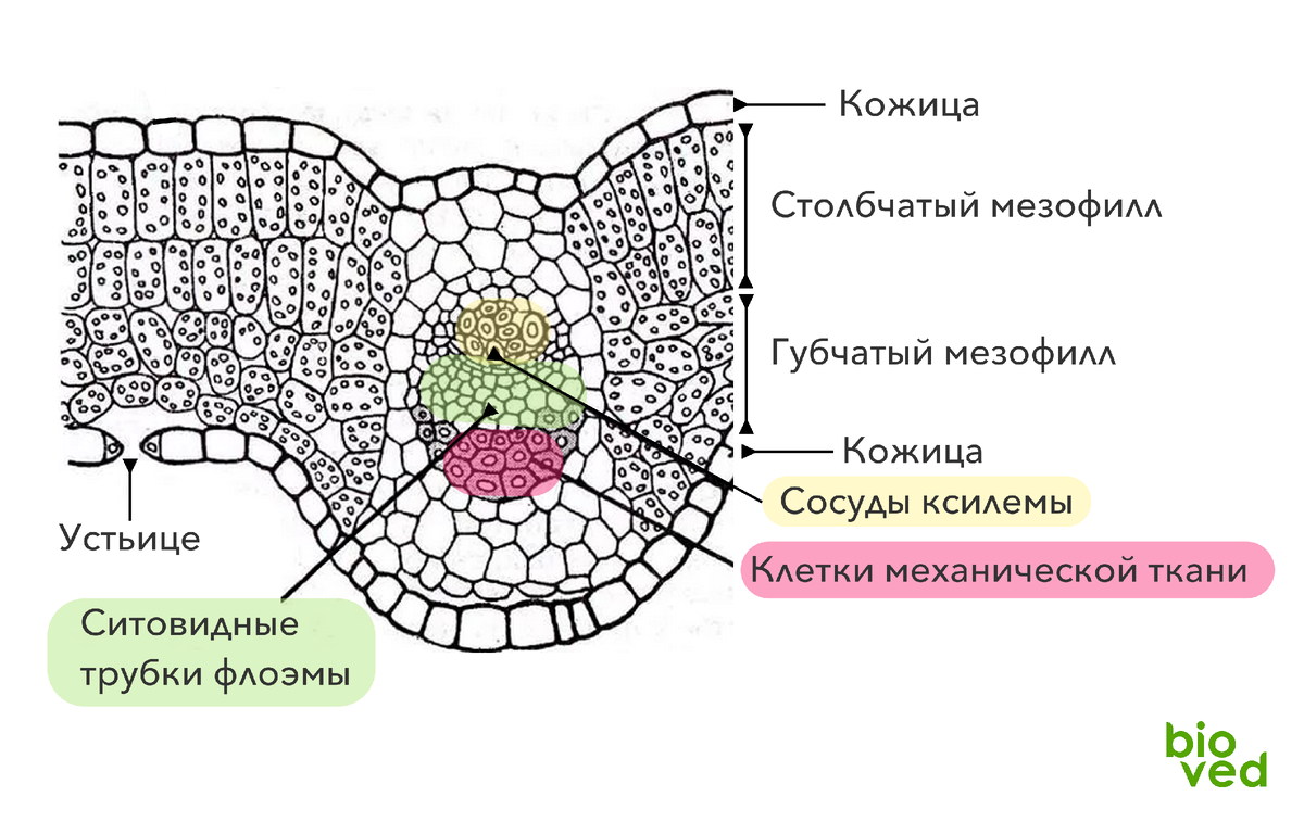 Внутреннее строение листа